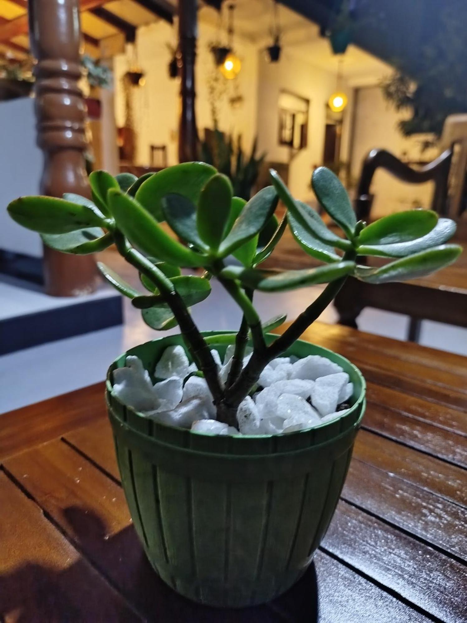 Little Villa Guest House Ahangama Dış mekan fotoğraf